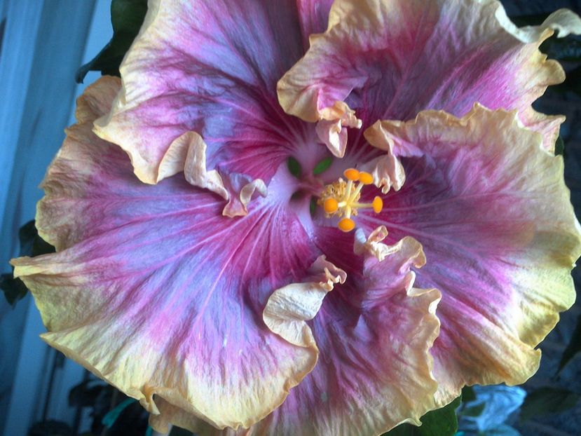 WIN_20170621_194118 - 03Hibiscus