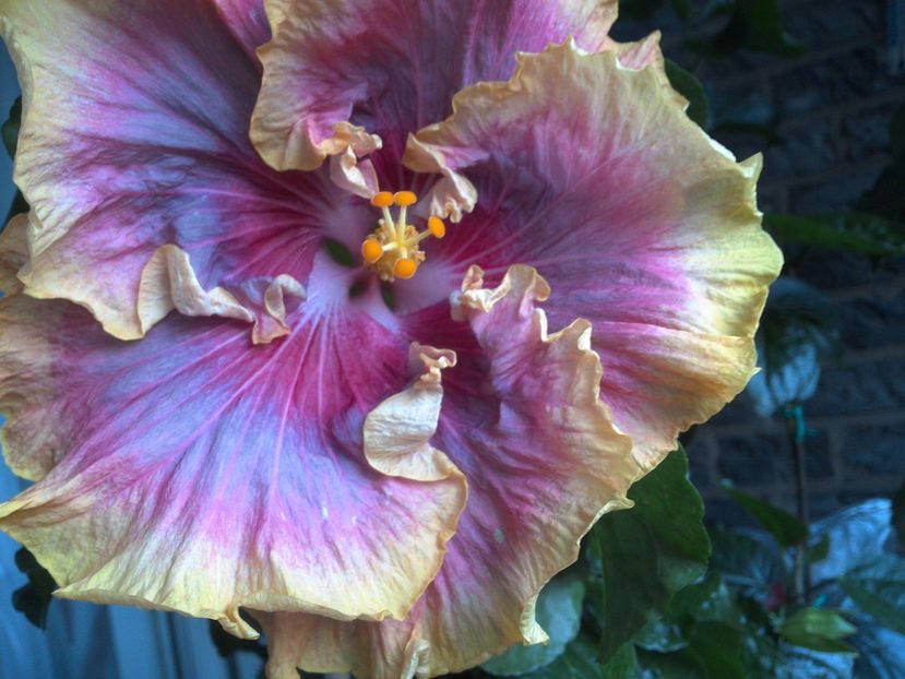 WIN_20170621_194123 - 03Hibiscus