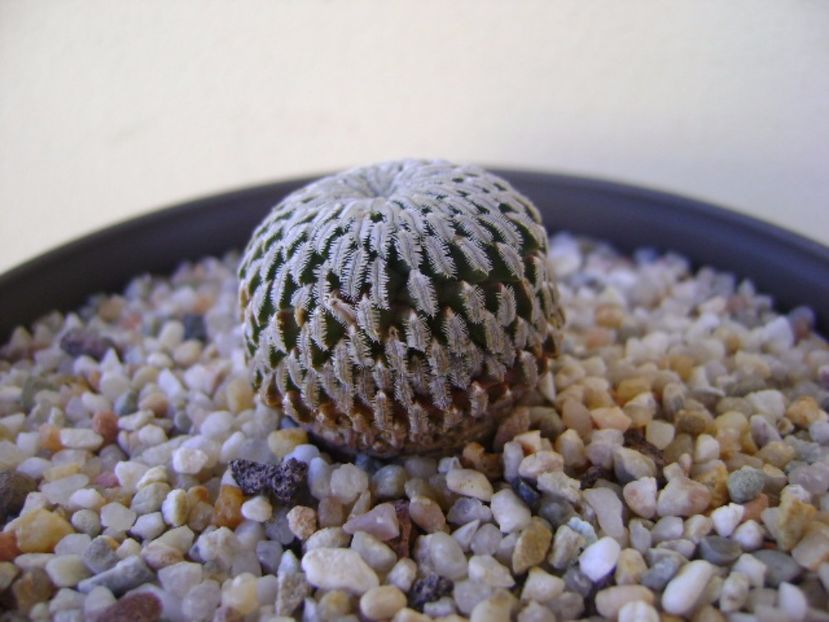 Turbinicarpus pseudopectinatus v. rubriflorus - Cactusi 2017 bis