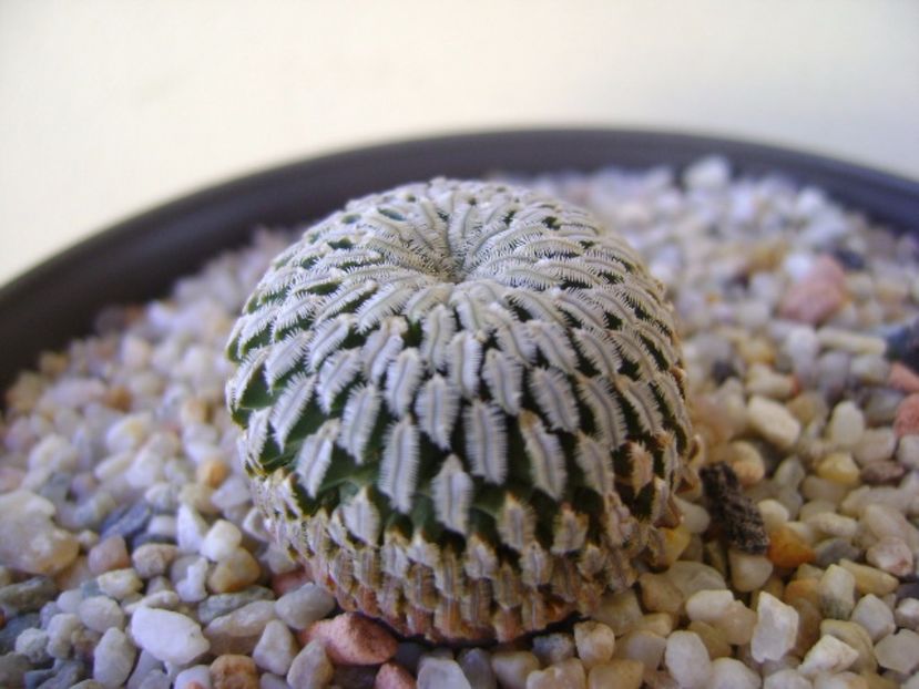 Turbinicarpus pseudopectinatus v. rubriflorus - Cactusi 2017 bis