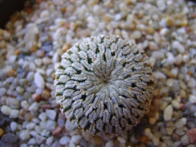 Turbinicarpus pseudopectinatus v. rubriflorus - Cactusi 2017 bis