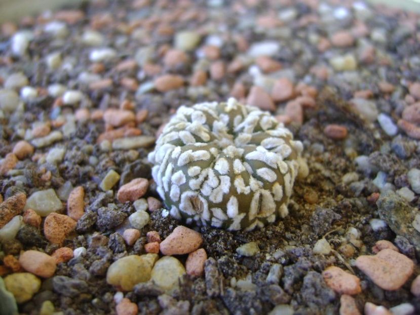 Astrophytum asterias cv. Super Kabuto - Cactusi 2017 bis