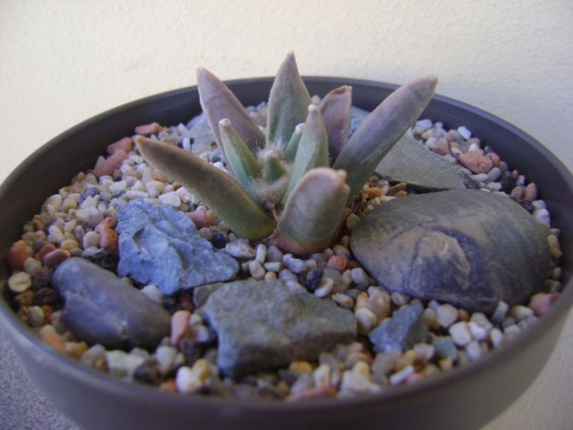 Ariocarpus retusus - Cactusi 2017 bis