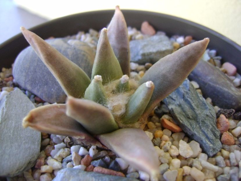 Ariocarpus retusus - Cactusi 2017 bis