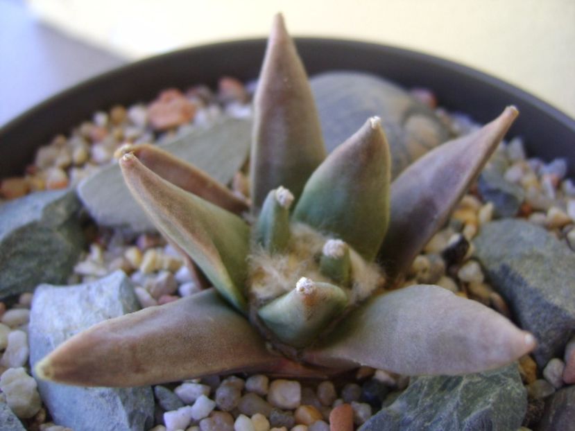 Ariocarpus retusus - Cactusi 2017 bis