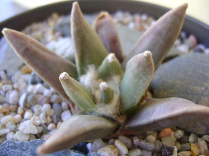 Ariocarpus retusus - Cactusi 2017 bis