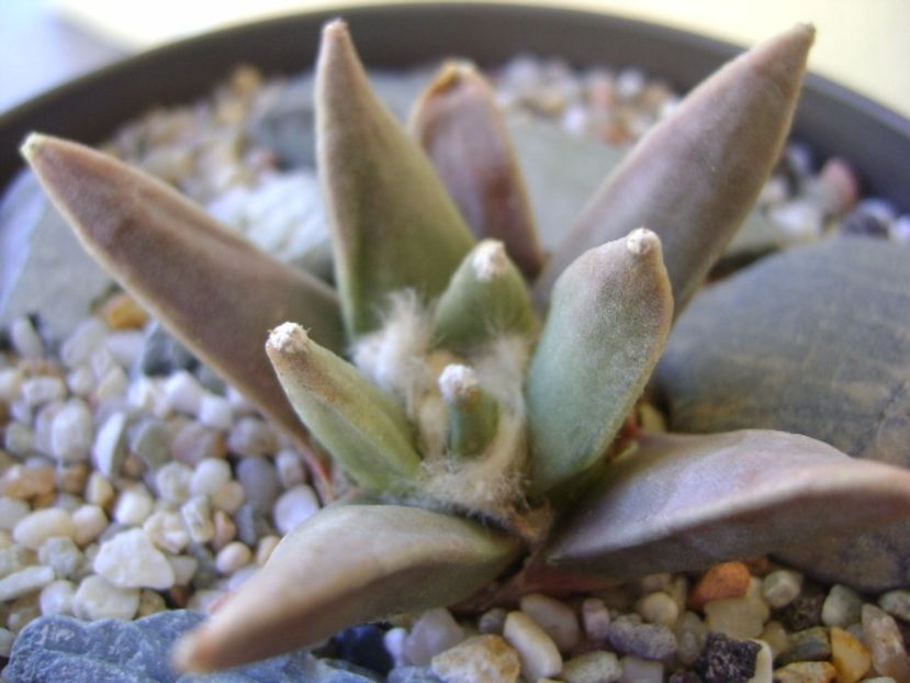 Ariocarpus retusus - Cactusi 2017 bis