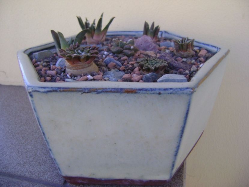 Grup de 7 Ariocarpus - Cactusi 2017 bis