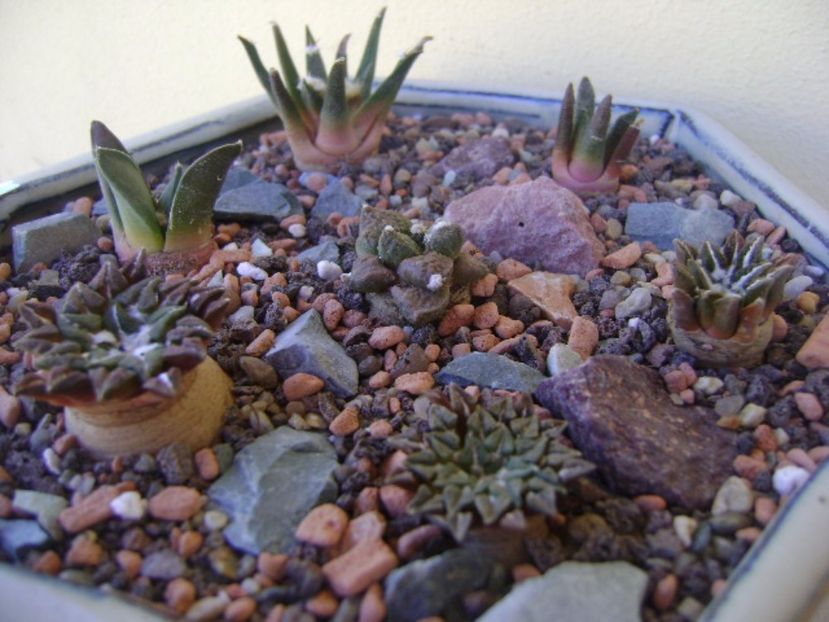 Grup de 7 Ariocarpus - Cactusi 2017 bis