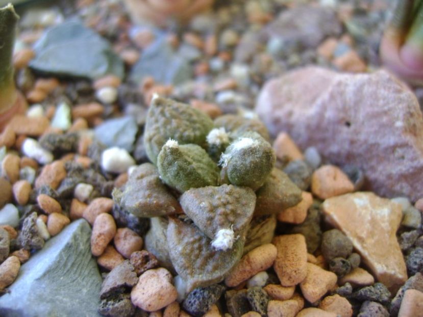 Ariocarpus fissuratus - Cactusi 2017 bis