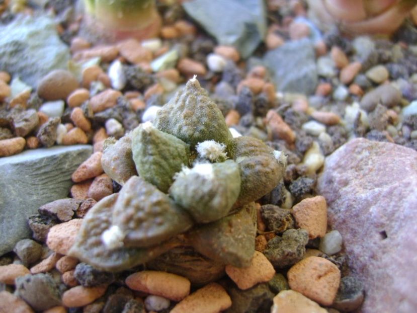 Ariocarpus fissuratus - Cactusi 2017 bis