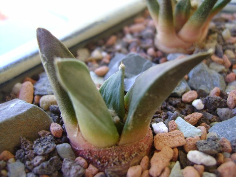 Ariocarpus retusus v. panarottoy - Cactusi 2017 bis