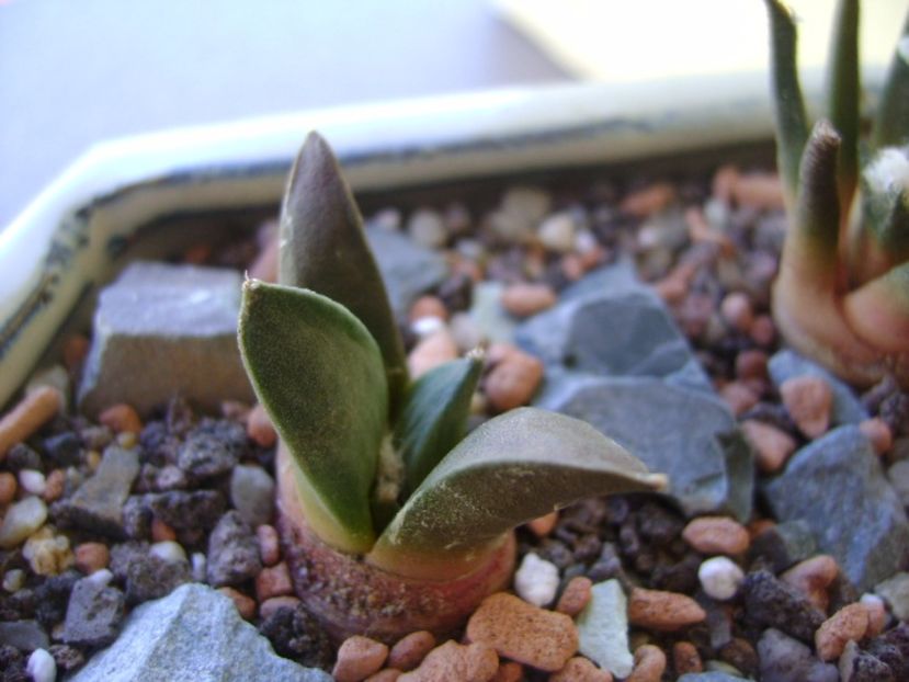 Ariocarpus retusus v. panarottoy - Cactusi 2017 bis