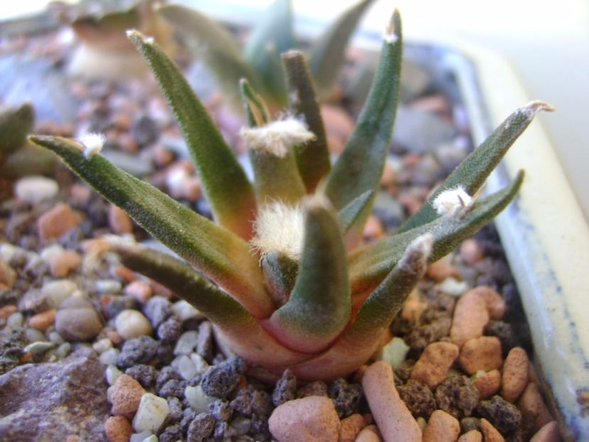Ariocarpus agavoides - Cactusi 2017 bis