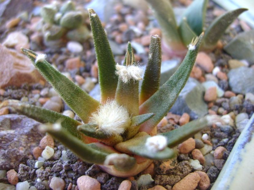 Ariocarpus agavoides - Cactusi 2017 bis