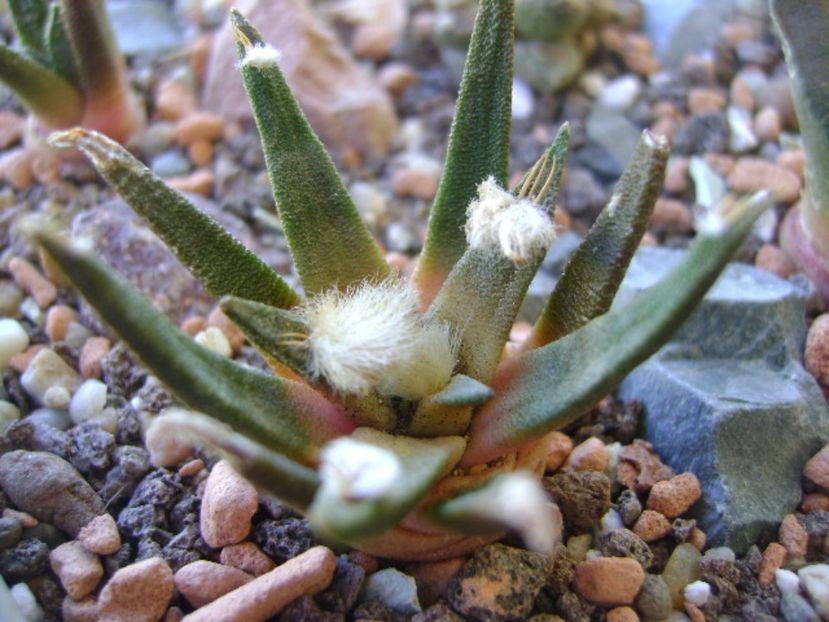 Ariocarpus agavoides - Cactusi 2017 bis