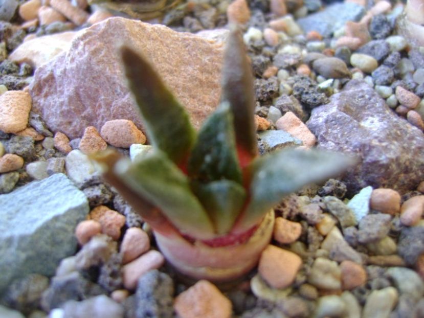 Ariocarpus fissuratus v. hintonii - Cactusi 2017 bis