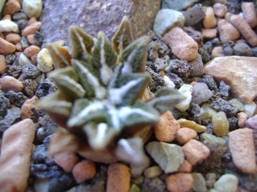 Ariocarpus kotschoubeyanus v. elephantidens - Cactusi 2017 bis