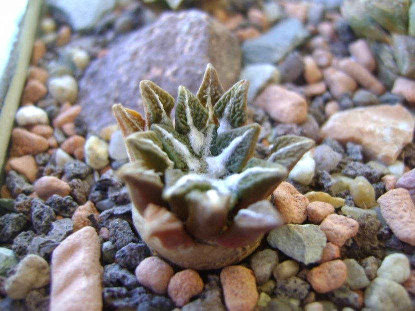 Ariocarpus kotschoubeyanus v. elephantidens - Cactusi 2017 bis