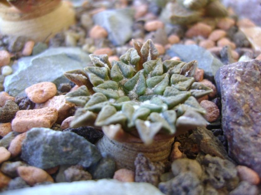 Ariocarpus kotschoubeyanus v. albiflorus - Cactusi 2017 bis