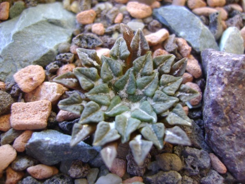 Ariocarpus kotschoubeyanus v. albiflorus - Cactusi 2017 bis