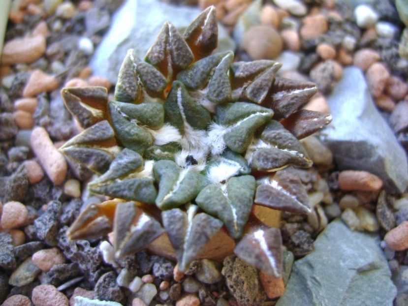 Ariocarpus kotschoubeyanus v. macdowellii - Cactusi 2017 bis