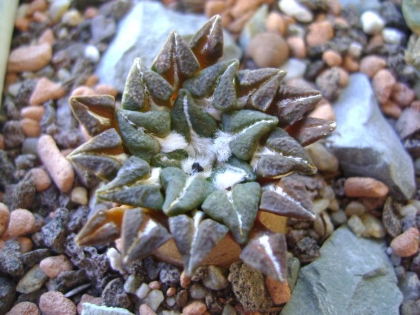 Ariocarpus kotschoubeyanus v. macdowellii - Cactusi 2017 bis
