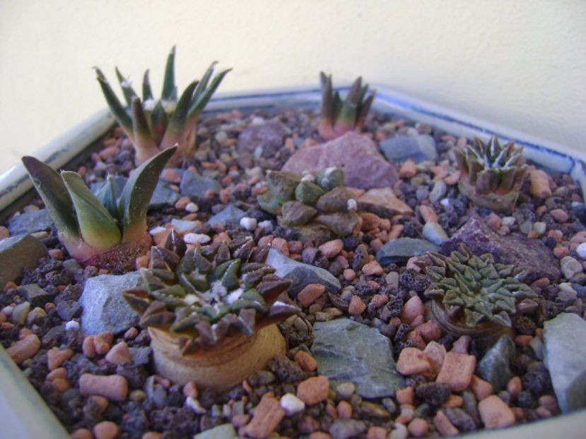 Grup de 7 Ariocarpus - Cactusi 2017 bis