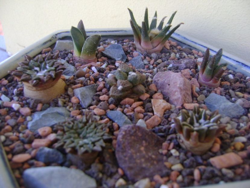 Grup de 7 Ariocarpus - Cactusi 2017 bis