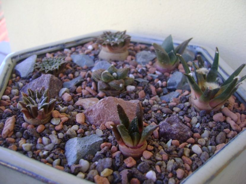 Grup de 7 Ariocarpus - Cactusi 2017 bis