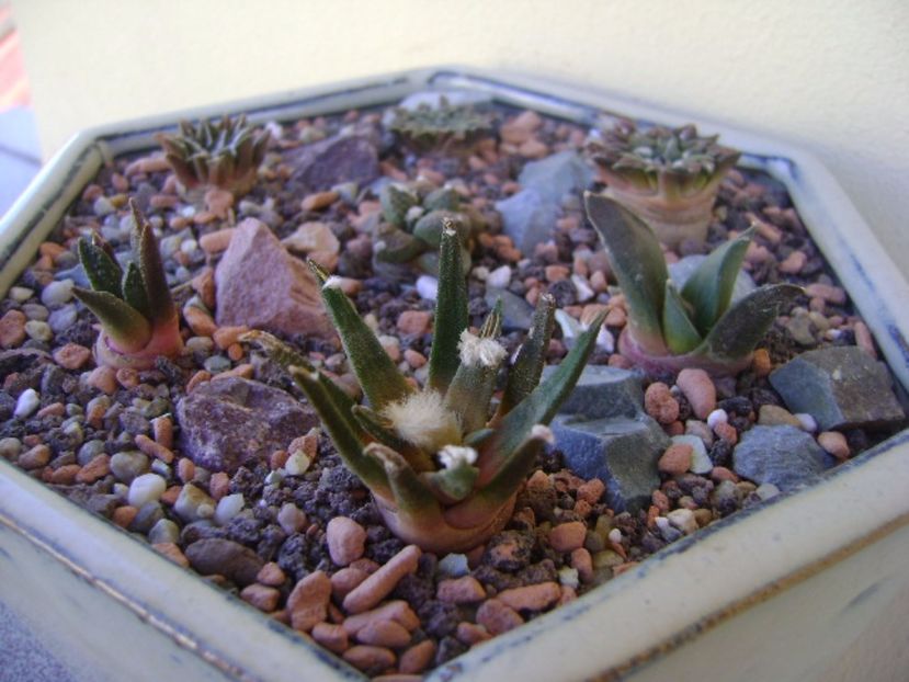 Grup de 7 Ariocarpus - Cactusi 2017 bis