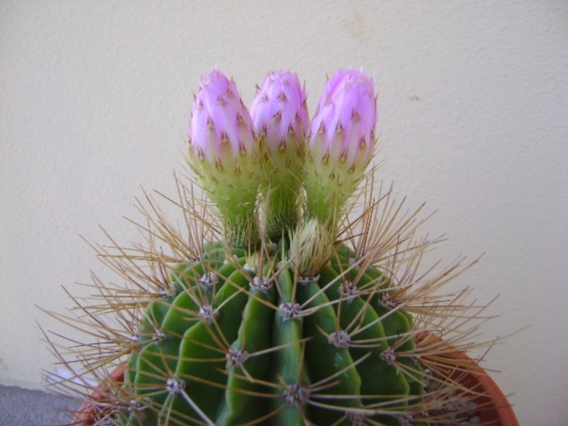 Acanthocalycium spiniflorum f. violaceum - Cactusi 2017 bis