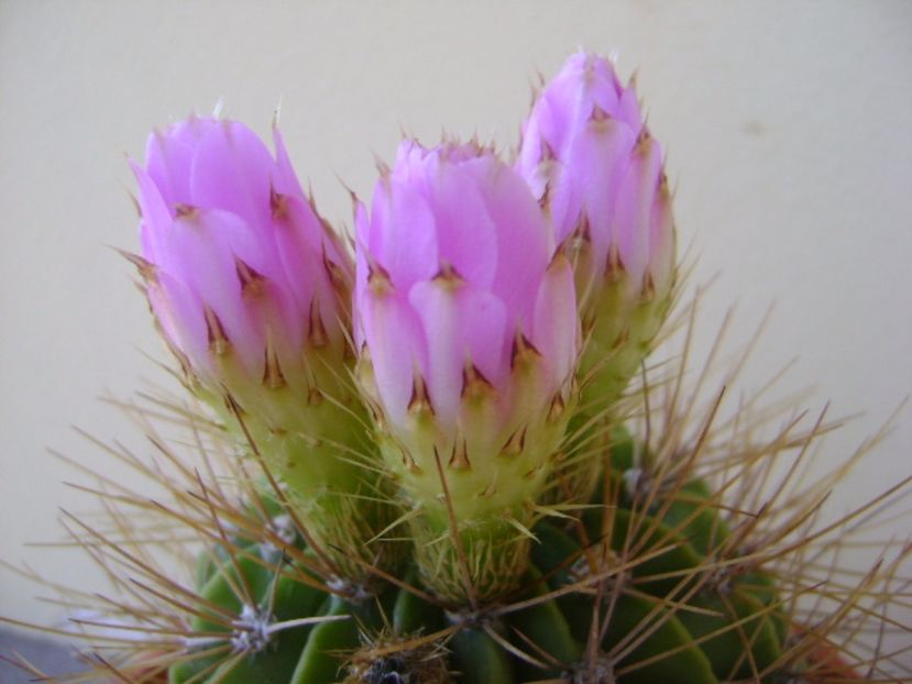 Acanthocalycium spiniflorum f. violaceum - Cactusi 2017 bis