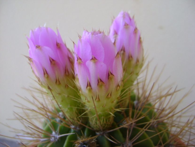 Acanthocalycium spiniflorum f. violaceum - Cactusi 2017 bis