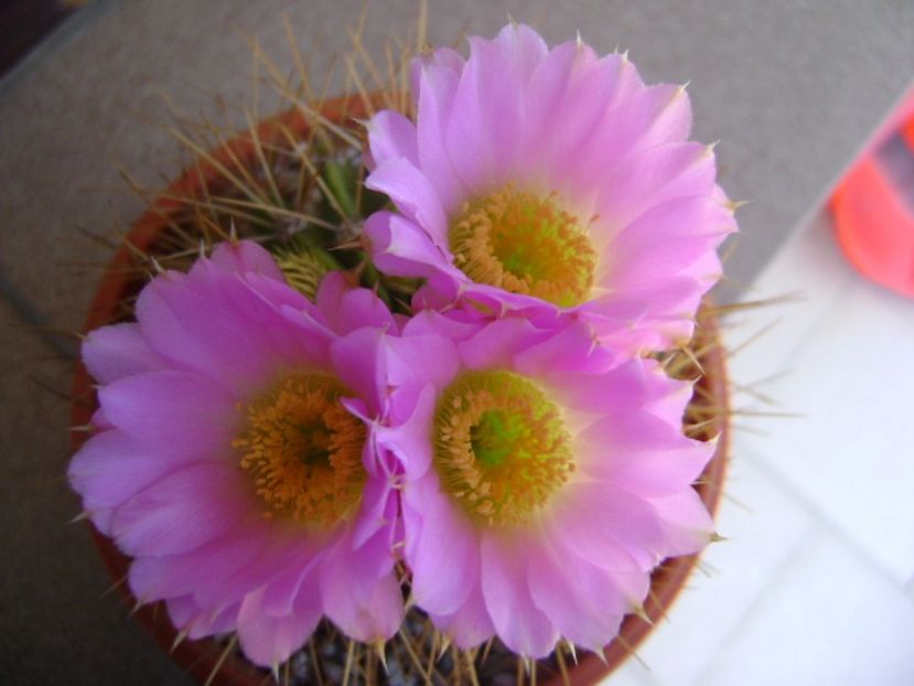 Acanthocalycium spiniflorum f. violaceum - Cactusi 2017 bis