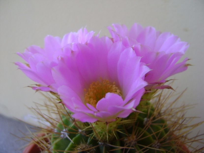 Acanthocalycium spiniflorum f. violaceum - Cactusi 2017 bis