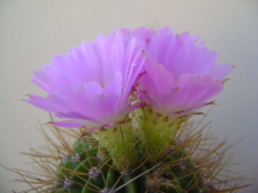 Acanthocalycium spiniflorum f. violaceum - Cactusi 2017 bis