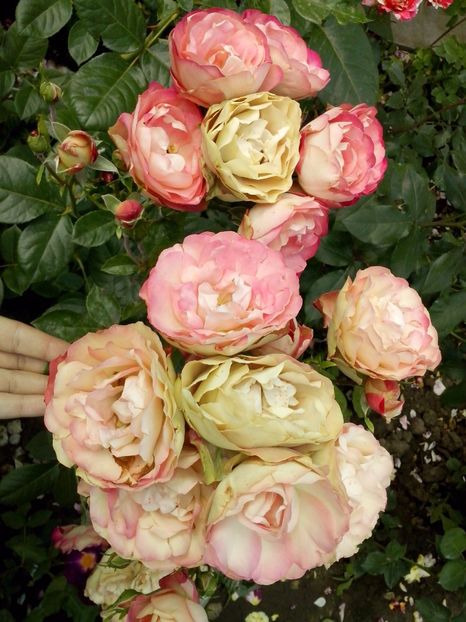 acropolis - 0 TRANDAFIRI 2017