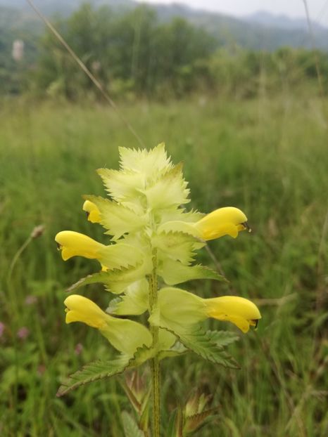  - Plante de pe la noi