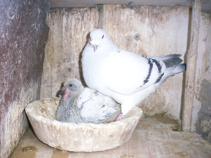  - Porumbei Bucuresti