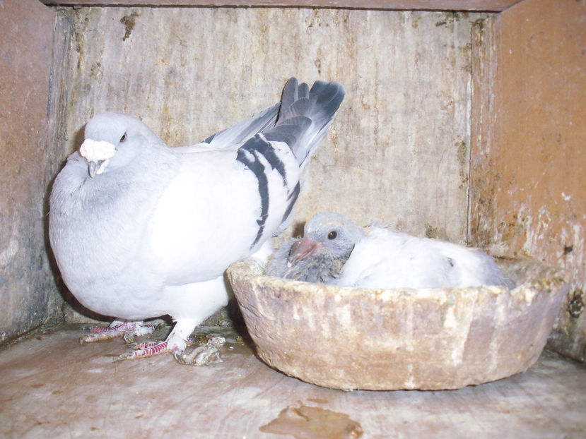  - Porumbei Bucuresti