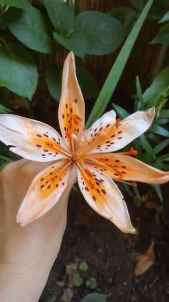 Orange Electric - Crini