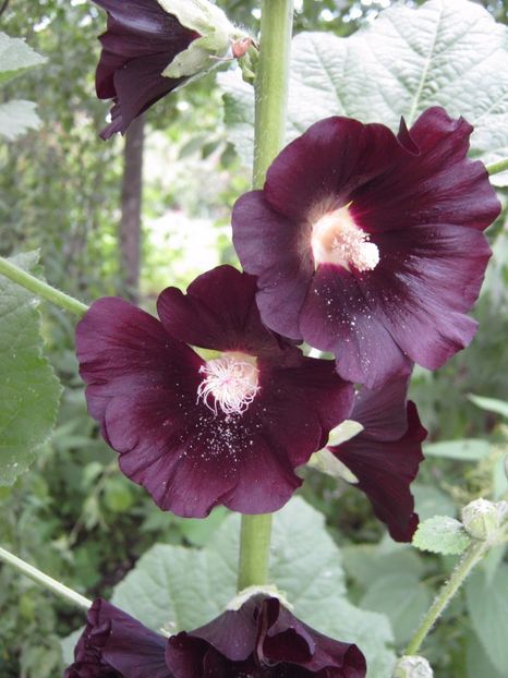  - A-A Gradina cu flori 2017