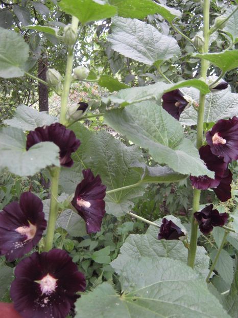  - A-A Gradina cu flori 2017