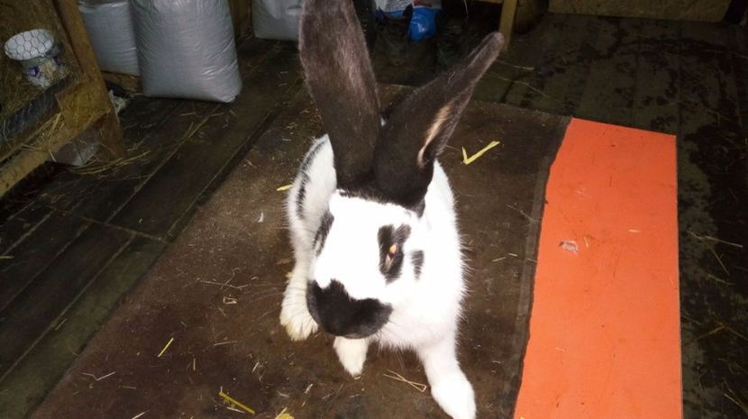 Mama lui - Mascul 3-2 Ro20-2747