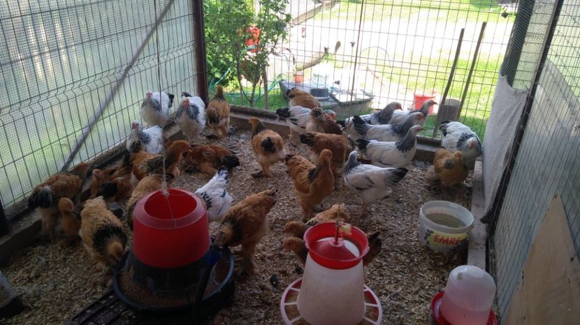  - Brahma Columbia Galben-negru 2017