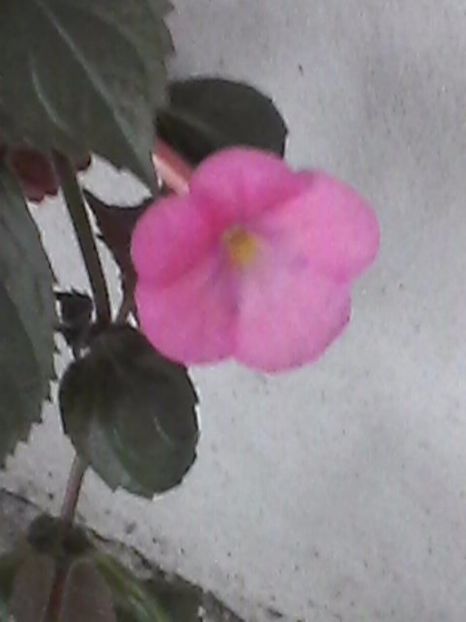 Photo0852 - Achimenes 2017