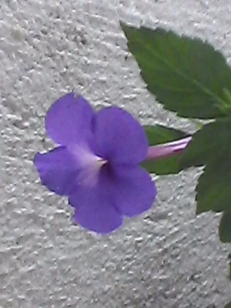 si eu - Achimenes 2017