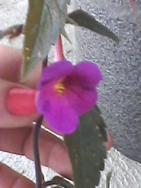 si euu - Achimenes 2017