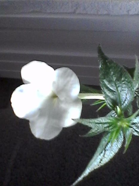 Photo0861 - Achimenes 2017